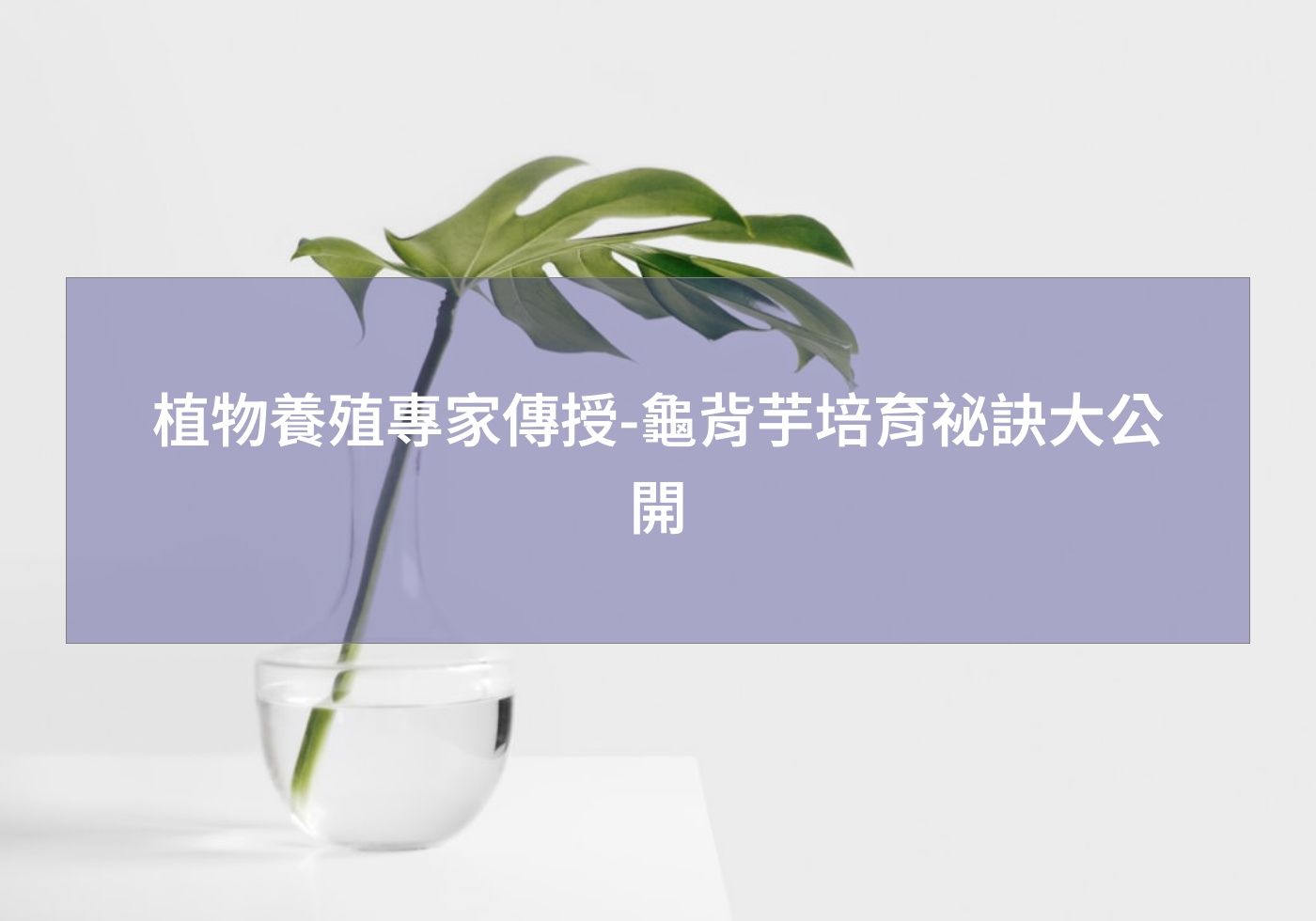 Read more about the article 植物養殖專家傳授-龜背芋培育祕訣大公開