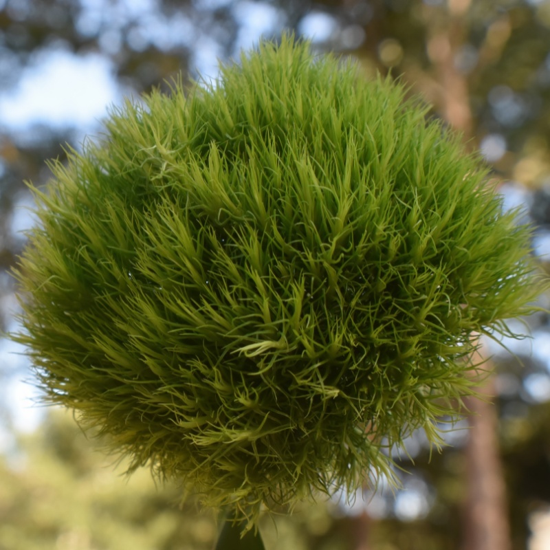 百合竹水苔球 ? 療癒小綠寶 讓生活充滿自然魔法 ✨