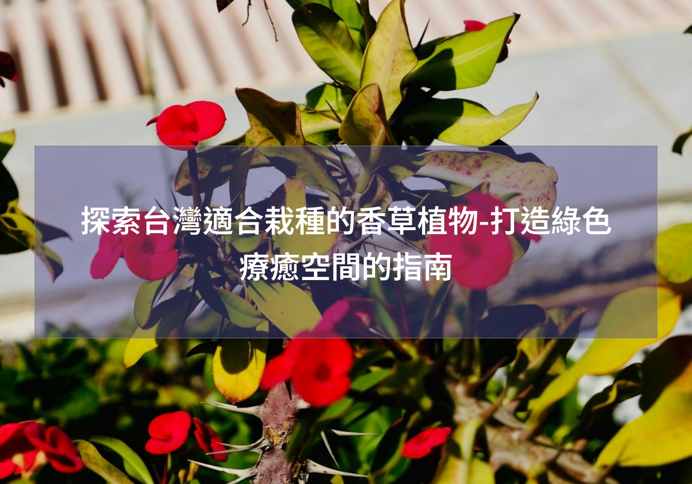 您目前正在查看 探索台灣適合栽種的香草植物-打造綠色療癒空間的指南