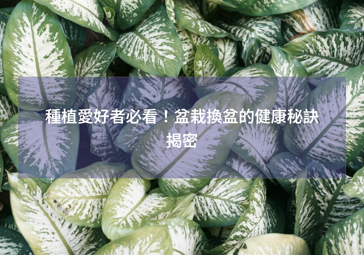 您目前正在查看 種植愛好者必看!盆栽換盆的健康秘訣揭密