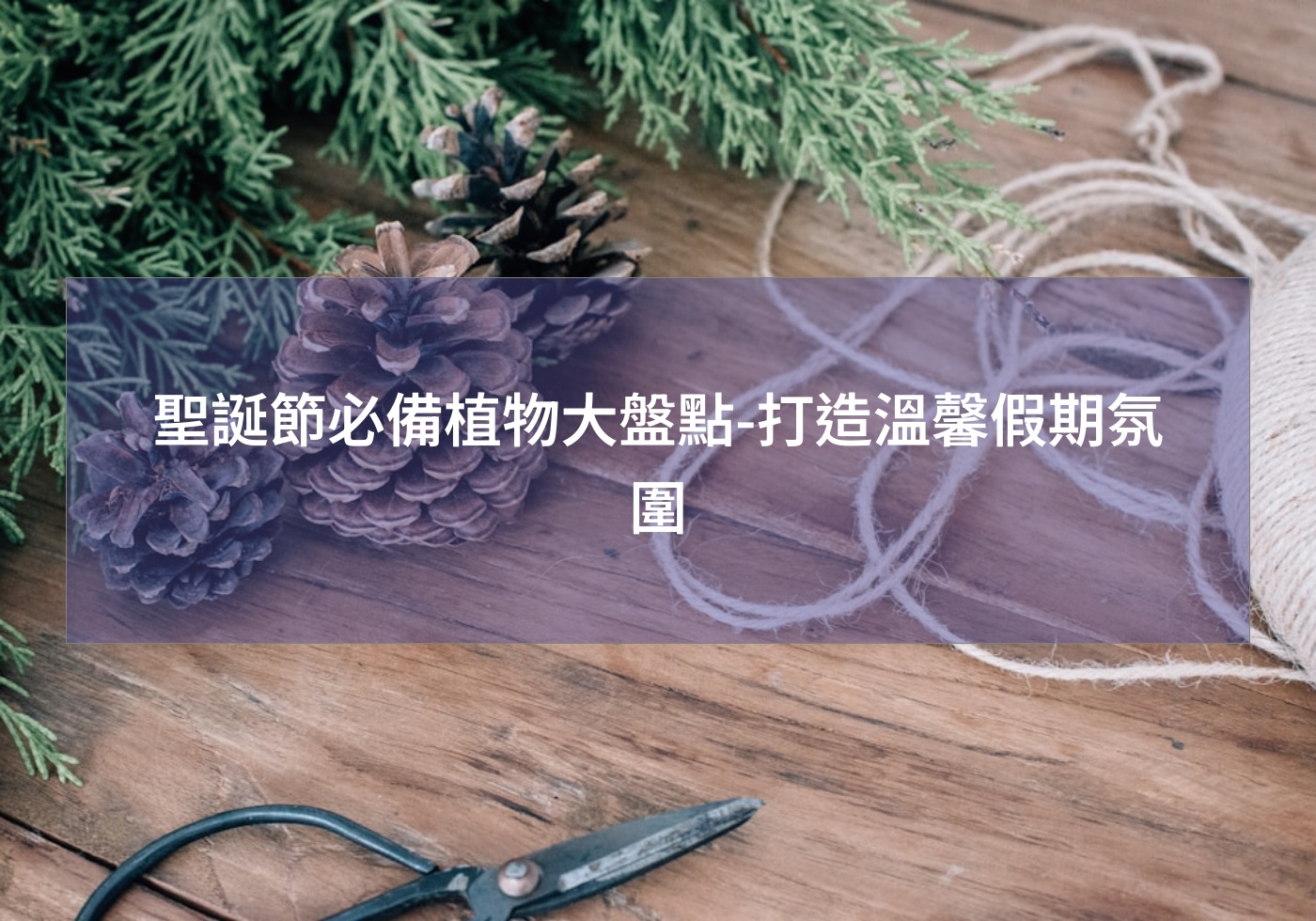 閱讀更多文章 聖誕節必備植物大盤點-打造溫馨假期氛圍