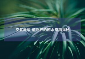 閱讀更多文章 空氣鳳梨-植物界的節水奇蹟揭秘