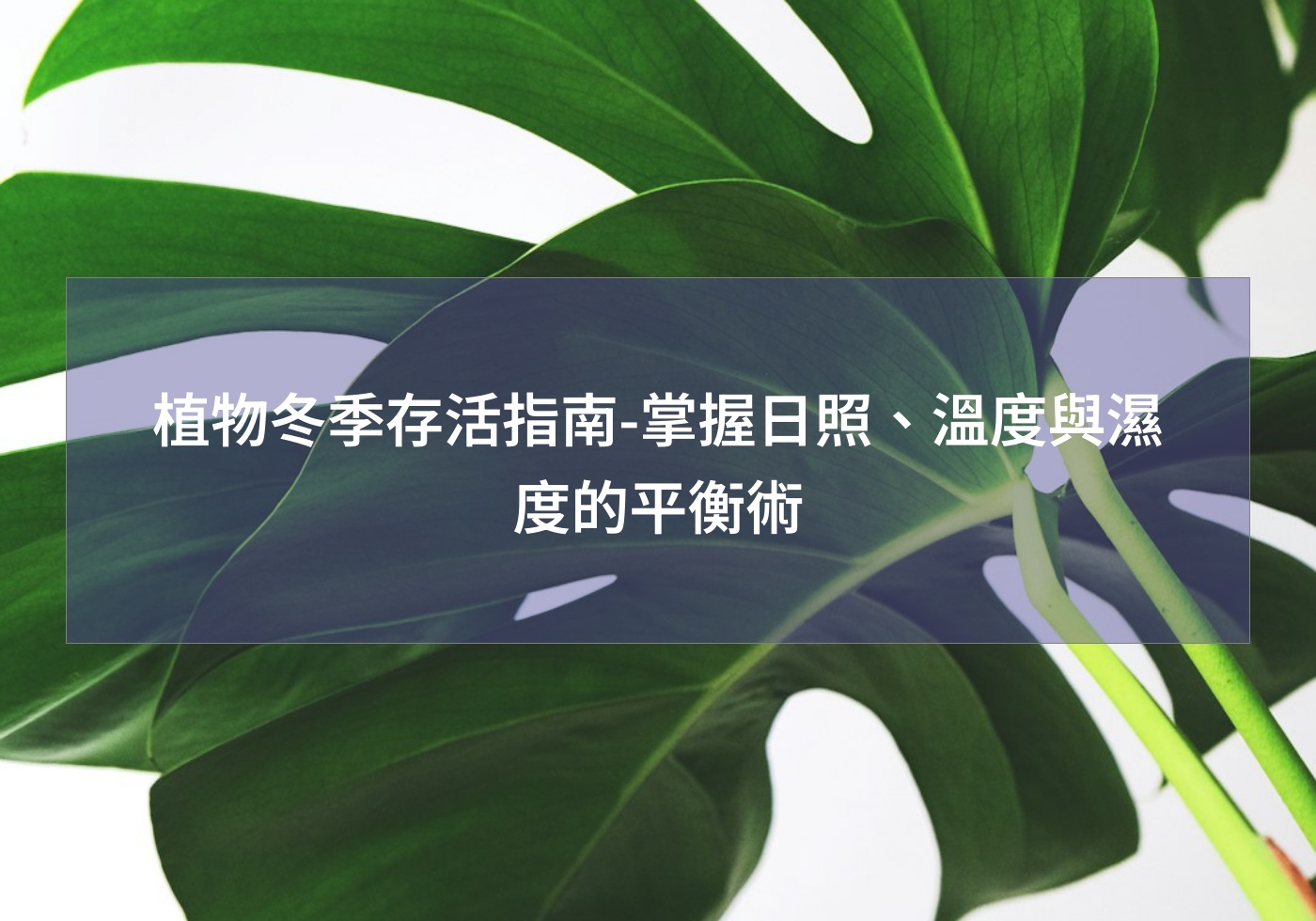 Read more about the article 植物冬季存活指南-掌握日照、溫度與濕度的平衡術