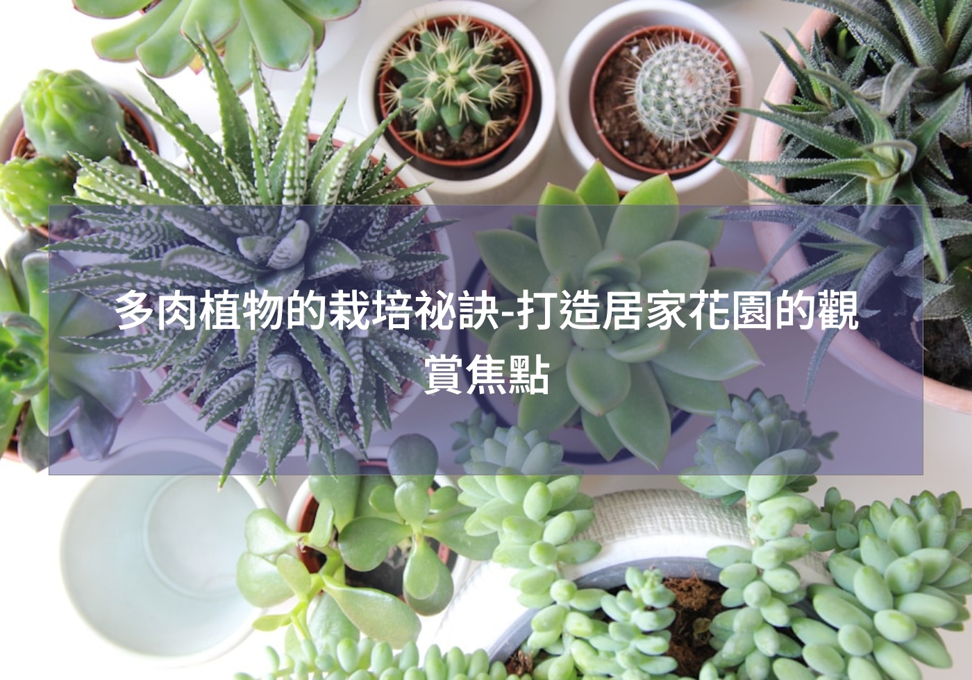 閱讀更多文章 多肉植物的栽培祕訣-打造居家花園的觀賞焦點