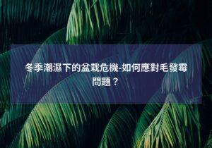 閱讀更多文章 冬季潮濕下的盆栽危機-如何應對毛發霉問題？