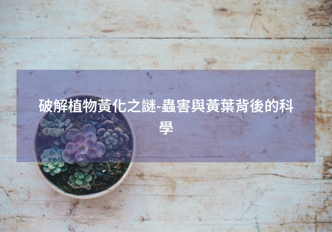 閱讀更多文章 破解植物黃化之謎-蟲害與黃葉背後的科學