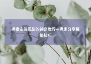 閱讀更多文章 探索空氣鳳梨的神奇世界—專家分享種植技巧