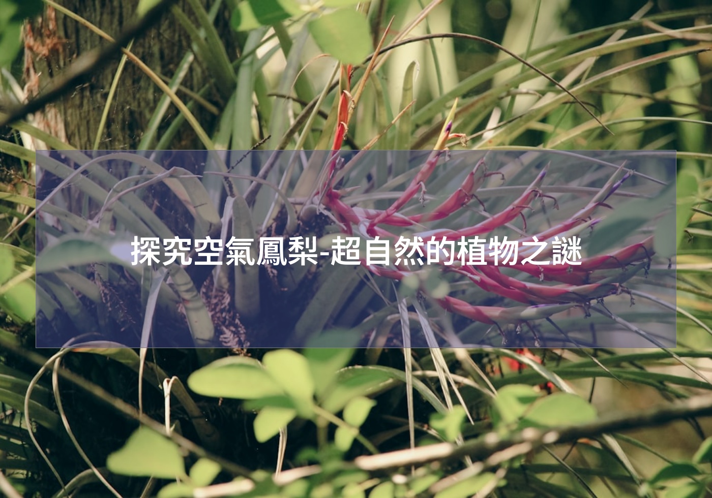 Read more about the article 探究空氣鳳梨-超自然的植物之謎