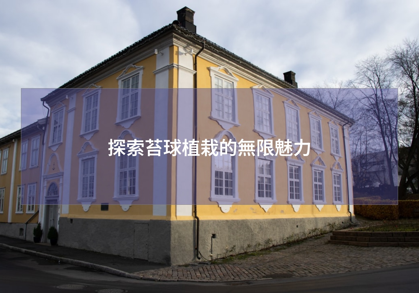 閱讀更多文章 探索苔球植栽的無限魅力