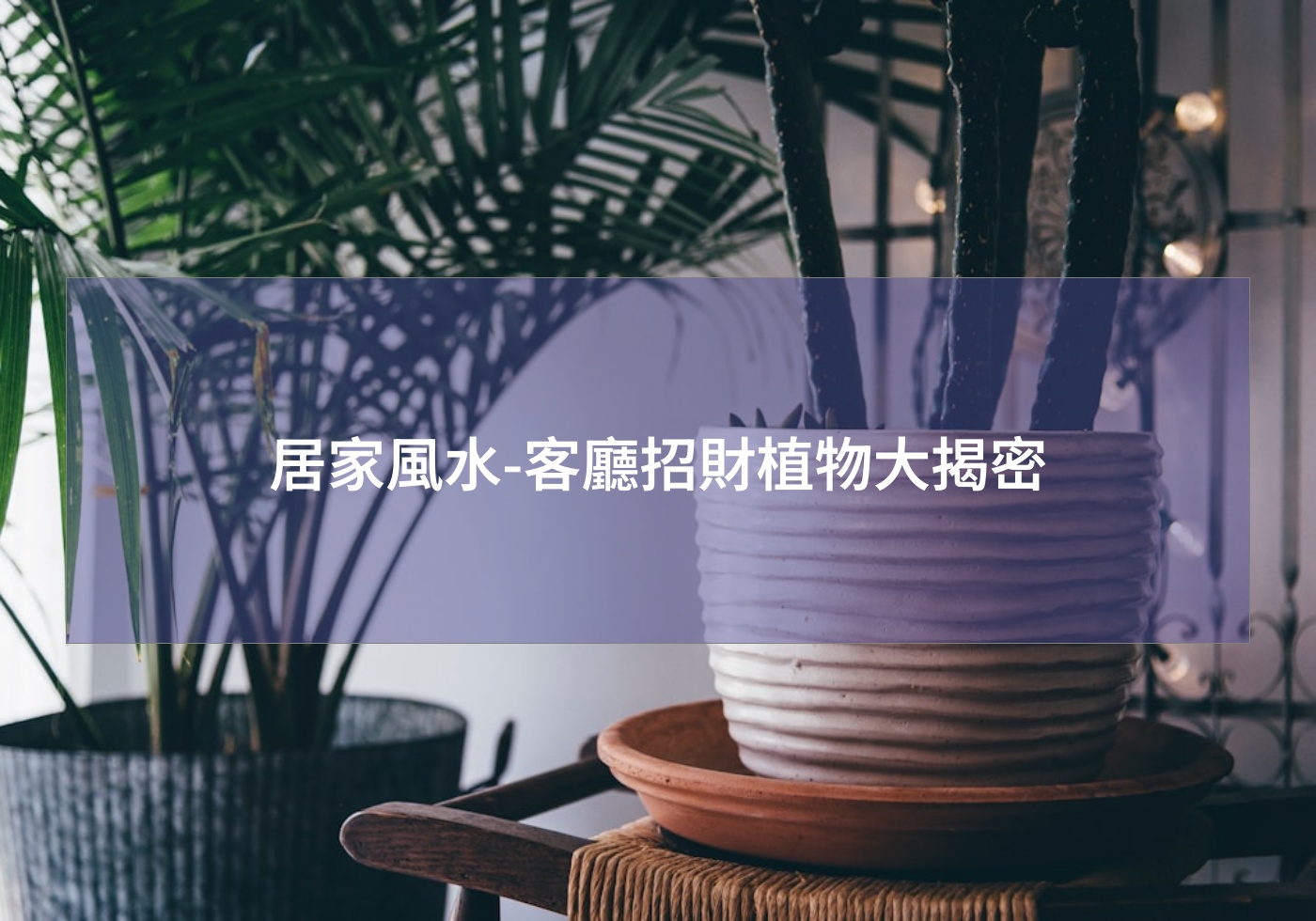 您目前正在查看 居家風水-客廳招財植物大揭密