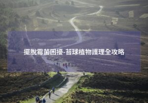 閱讀更多文章 擺脫霉菌困擾-苔球植物護理全攻略