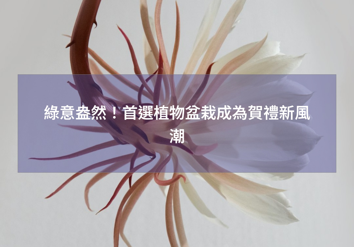 您目前正在查看 綠意盎然!首選植物盆栽成為賀禮新風潮