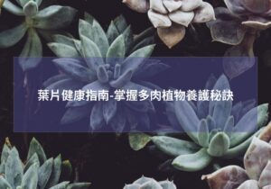閱讀更多文章 葉片健康指南-掌握多肉植物養護秘訣
