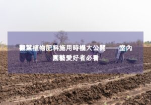 閱讀更多文章 觀葉植物肥料施用時機大公開——室內園藝愛好者必看