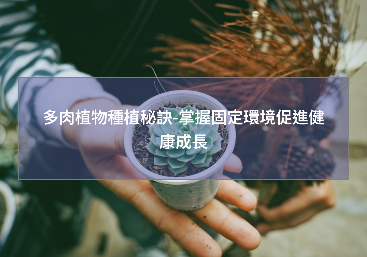 閱讀更多文章 多肉植物種植秘訣-掌握固定環境促進健康成長