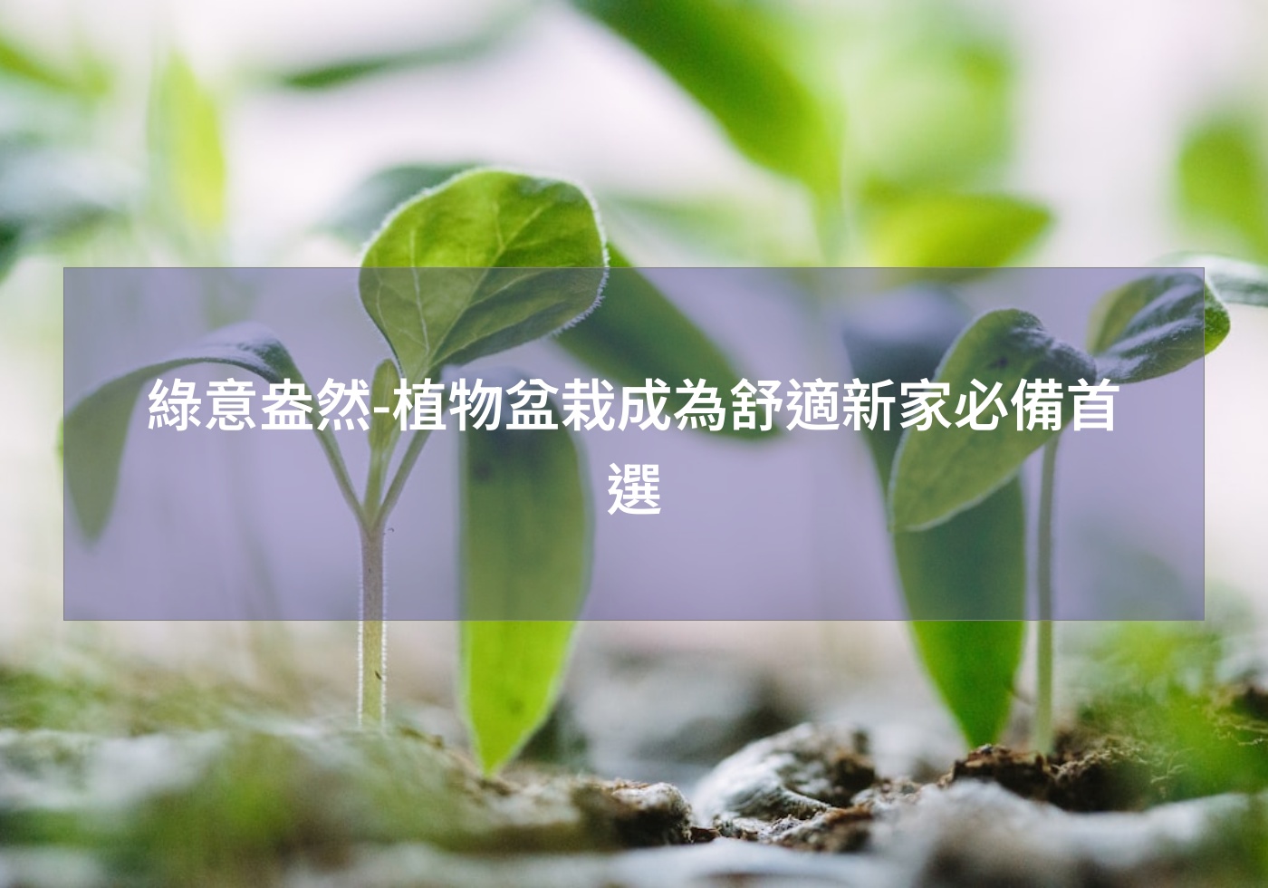 閱讀更多文章 綠意盎然-植物盆栽成為舒適新家必備首選