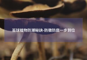 閱讀更多文章 苔球植物防潮秘訣-防黴防腐一步到位