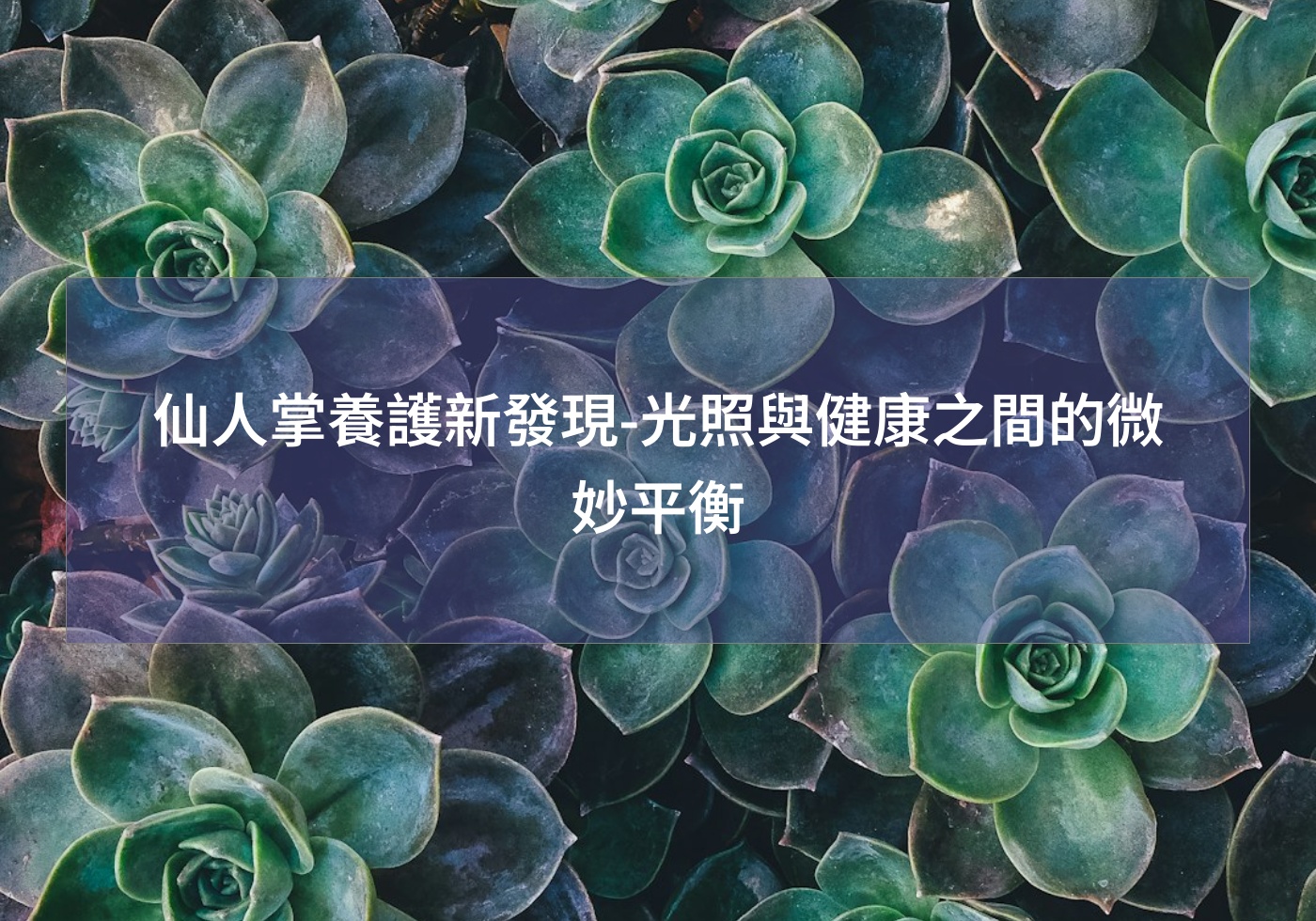 閱讀更多文章 仙人掌養護新發現-光照與健康之間的微妙平衡