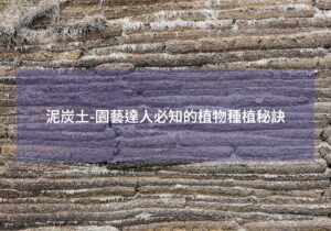 閱讀更多文章 泥炭土-園藝達人必知的植物種植秘訣