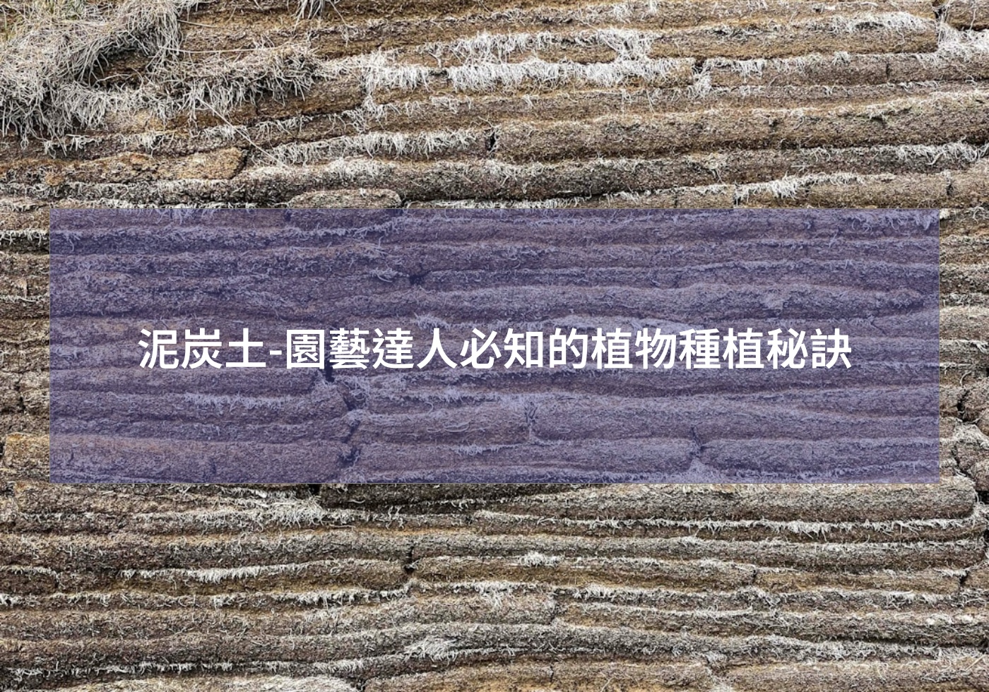 閱讀更多文章 泥炭土-園藝達人必知的植物種植秘訣