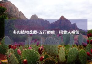 閱讀更多文章 多肉植物盆栽-五行療癒,招貴人福氣