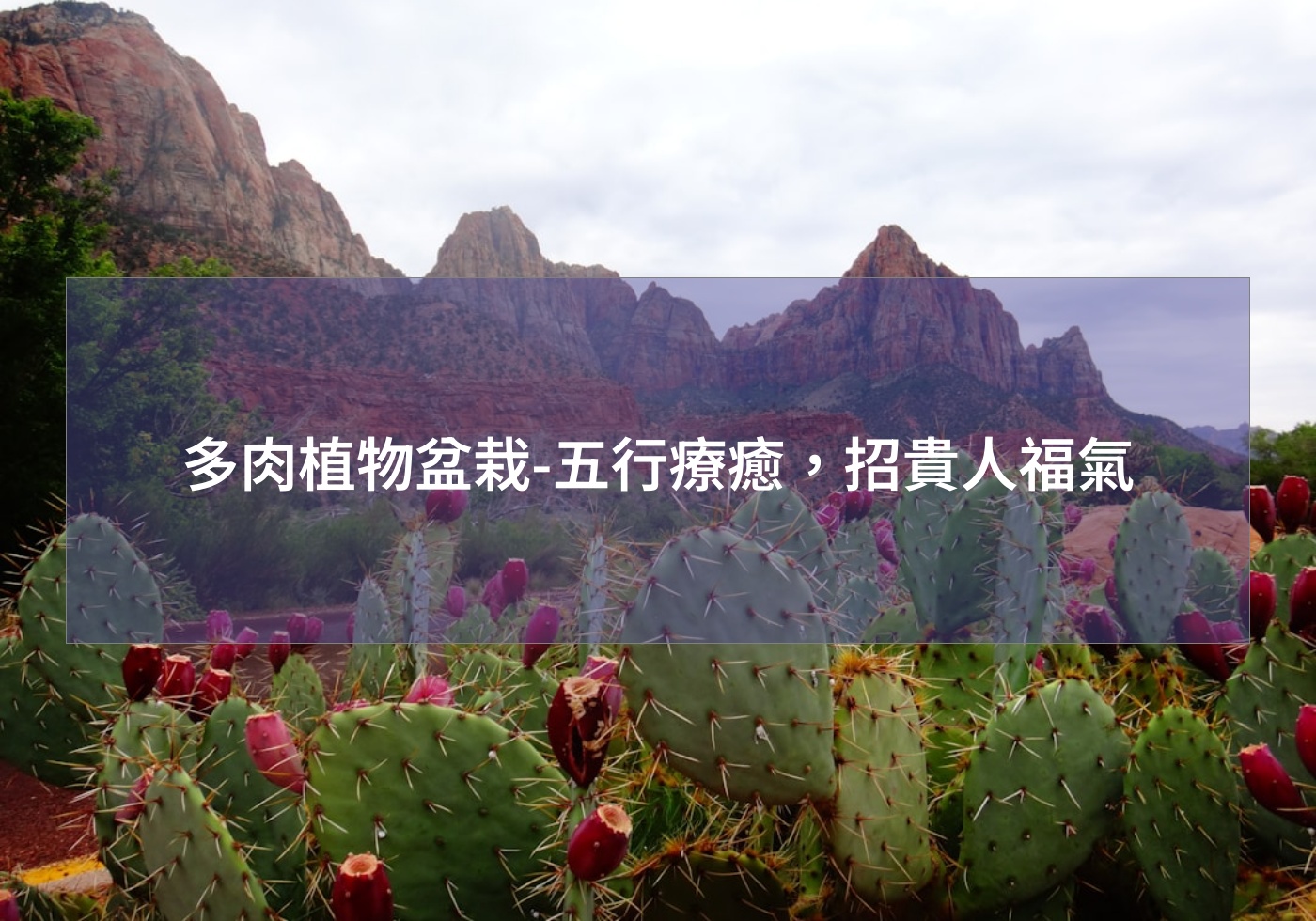 閱讀更多文章 多肉植物盆栽-五行療癒，招貴人福氣