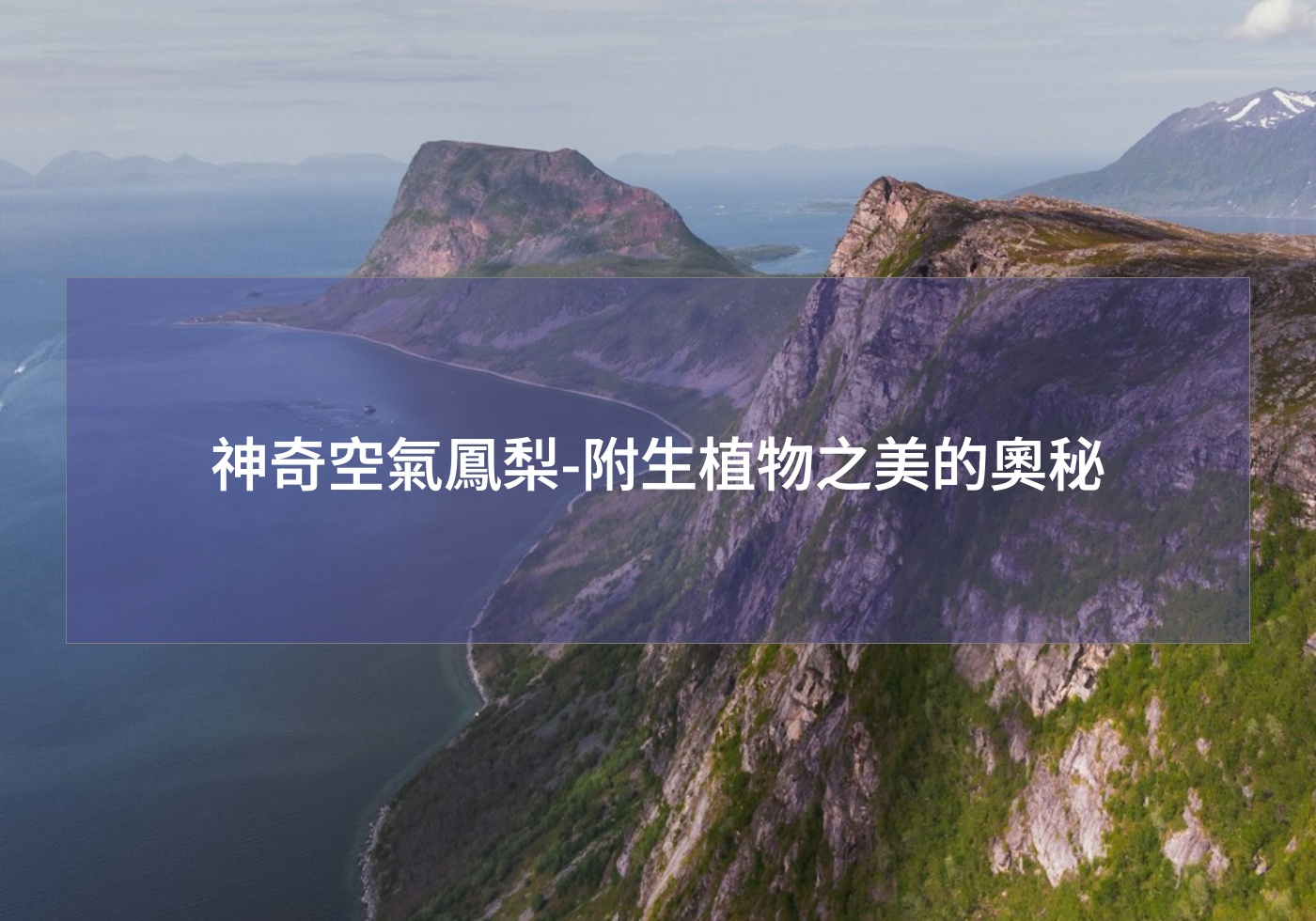 閱讀更多文章 神奇空氣鳳梨-附生植物之美的奧秘