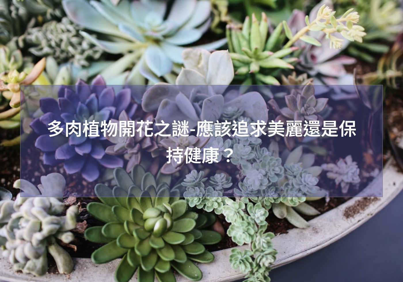 您目前正在查看 多肉植物開花之謎-應該追求美麗還是保持健康?