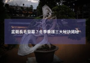 閱讀更多文章 盆栽長毛發霉?冬季養護三大秘訣揭秘