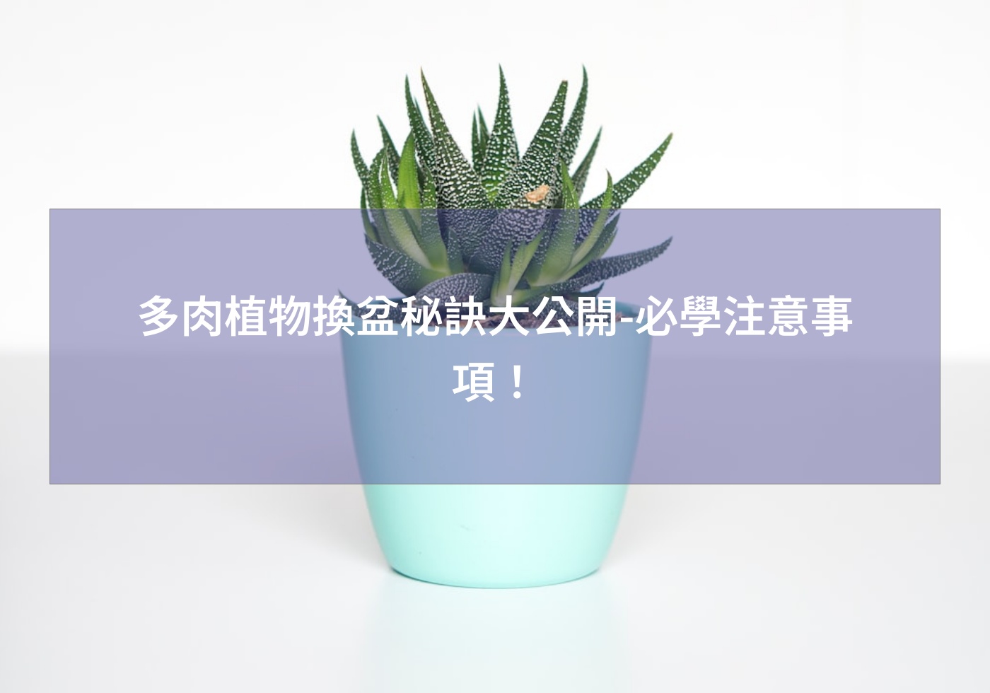 閱讀更多文章 多肉植物換盆秘訣大公開-必學注意事項！