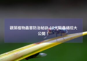 閱讀更多文章 觀葉植物蟲害防治秘訣-10大驅蟲絕招大公開！