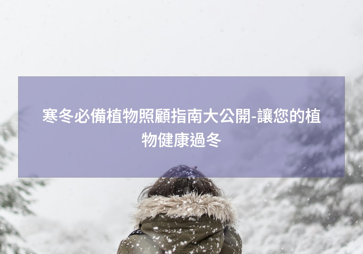 閱讀更多文章 寒冬必備植物照顧指南大公開-讓您的植物健康過冬