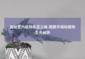 閱讀更多文章 揭秘室內植物長歪之謎-關鍵字揭秘植物生長秘訣