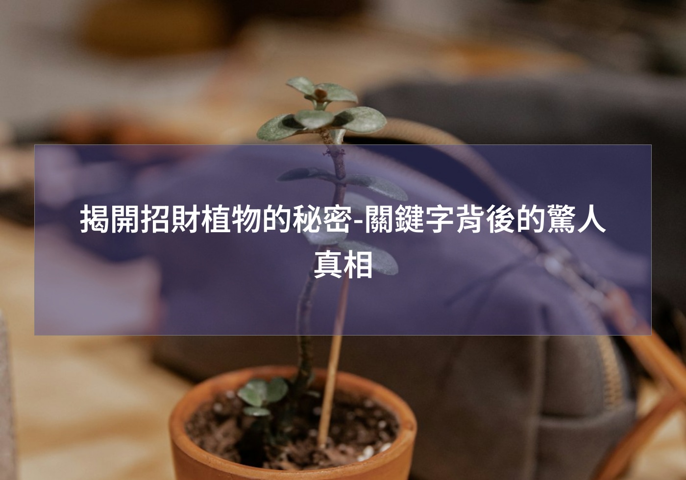 您目前正在查看 揭開招財植物的秘密-關鍵字背後的驚人真相